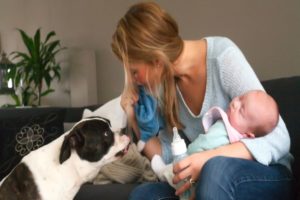 vele-introducing-dog-to-baby
