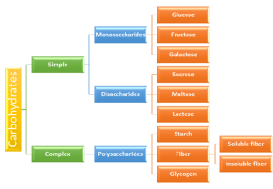 carbohydrate