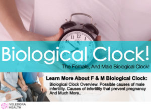 biological clock