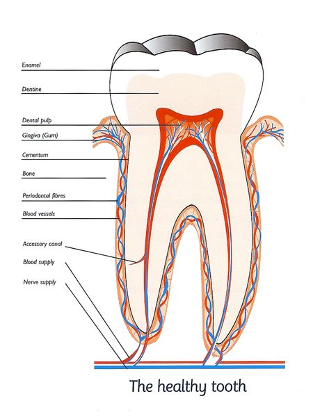 tooth