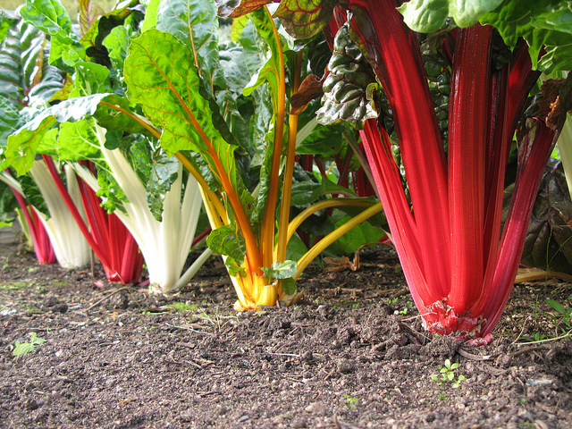 swiss chard eating