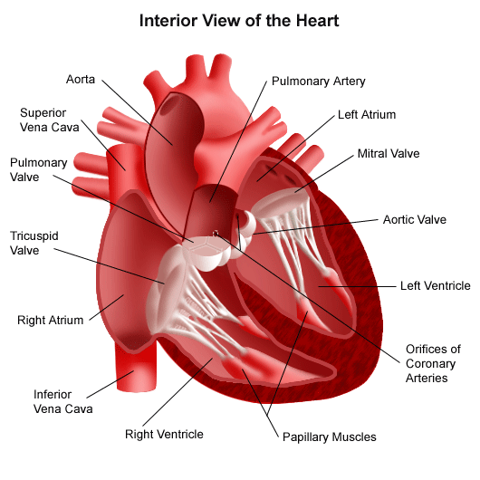 Heart disease