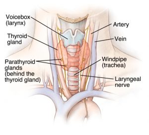 Thyroid