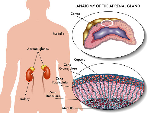 Adrenal fatigue