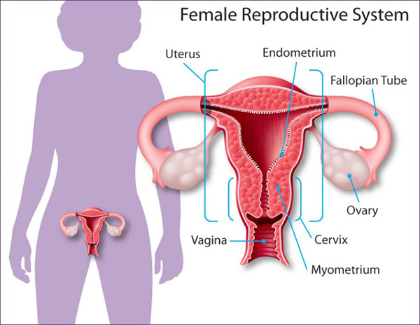 ovarian cysts