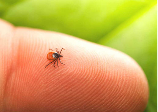 Lyme disease