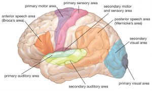 Brain Tumor