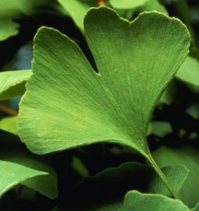 Ginkgo Biloba