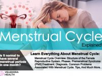 menstrual cycle