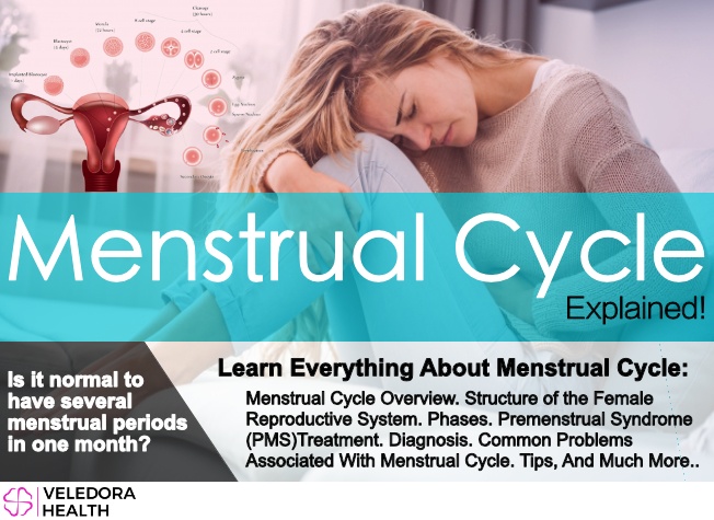 menstrual cycle