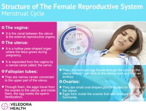 menstrual cycle