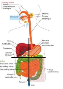 quadrant pain